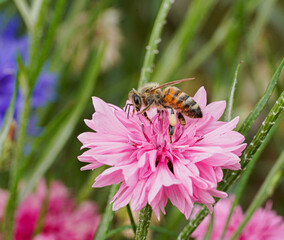 Bee in British Wildflower Meadow Macro Photo on Confetti Plant Collect Pollen