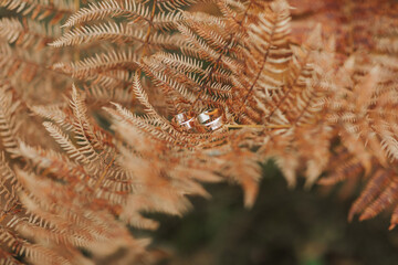 A close up of a leafy plant with a couple of rings on it