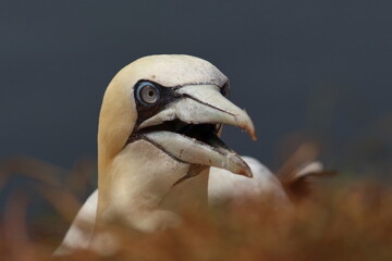 gannet