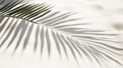 Fototapeta premium Business, travel concept, fern leaf, projection, background, palm leaf, Shadow, clean flat, white sand beach, local close-up, magazines, books, documents, media, Reading, color, pattern, sky, close-up