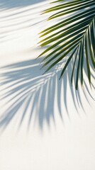Obraz premium Business, travel concept, fern leaf, projection, background, palm leaf, Shadow, clean flat, white sand beach, local close-up, magazines, books, documents, media, Reading, color, pattern, sky, close-up