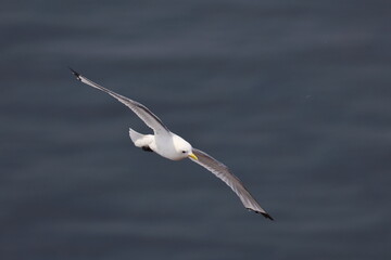 Northern gannet