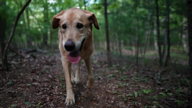Closeup front view of senior Golden Labrador Retriever dog walking and limping on a forest path beside a flowing creek.