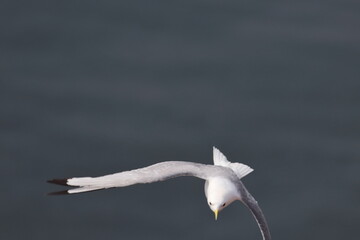 Northern gannet
