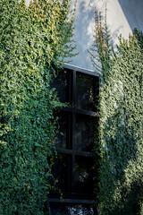 Natural home decoration with green leaves