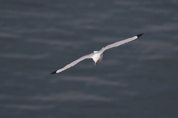 Northern gannet
