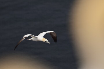 Northern gannet