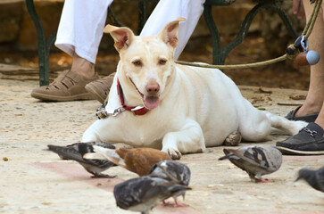 Dog summet sunny day  in the park with pigeons 