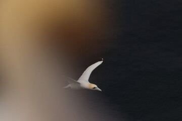 Northern gannet