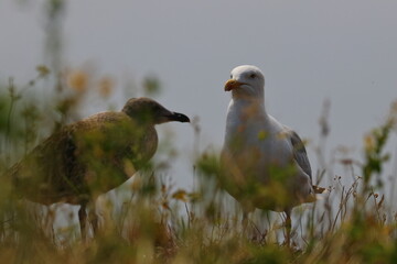 Northern gannet
