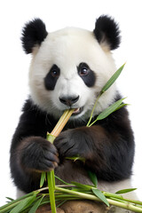 Panda bear munching on bamboo, isolated on white background, Clipping path