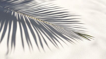 Obraz premium Business, travel concept, fern leaf, projection, background, palm leaf, Shadow, clean flat, white sand beach, local close-up, magazines, books, documents, media, Reading, color, pattern, sky, close-up