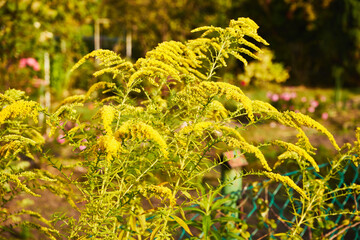 Nawłoć, Solidago L. © Marcin Łazarczyk