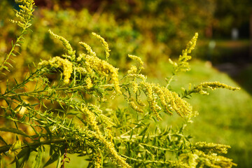 Nawłoć, Solidago L. © Marcin Łazarczyk