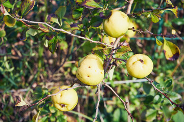 Pigwowiec japoński,owoce