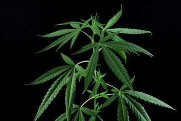 Cannabis marijuana plant medicine pharmaceutical weed medicine
