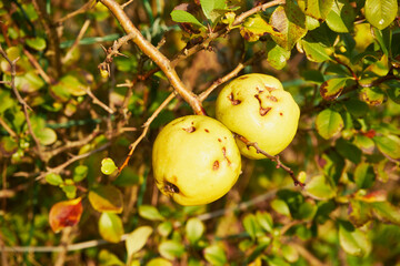 Pigwowiec japoński,owoce