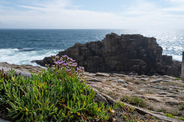 eine blume mit lila blüten vor der felsigen küste der halbinsel quiberon in der bretagne