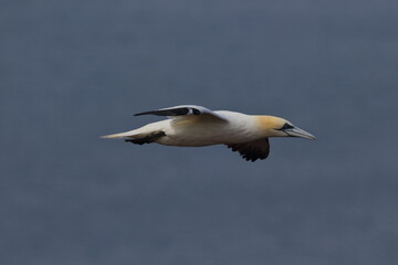 Northern gannet