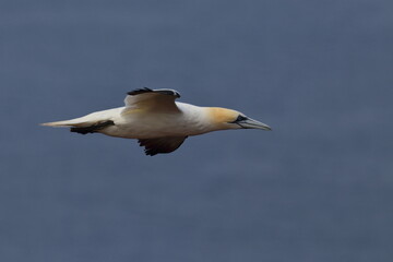 Northern gannet