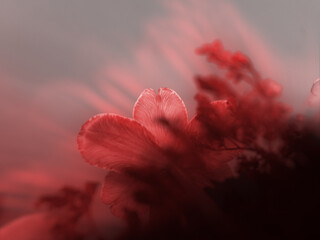 Close-up of delicate red flowers with a soft, dreamy focus, set against a muted background that enhances the ethereal atmosphere and subtle lighting