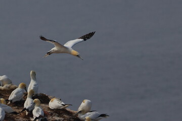 Northern gannet