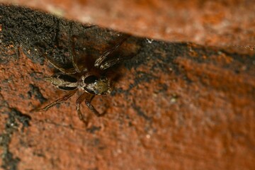 A close-up image of a small spider on a reddish-brown surface. The spider has a dark body with lighter markings, and its legs are spread out as it stands on the surface