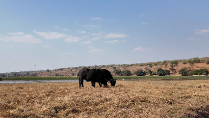 Wild Buffalo At Chobe National Park In Kasane Botswana. African Animals Landscape. Wildlife Scenery. Chobe National Park At Kasane Botswana. Big Five Animals. Wild Background.