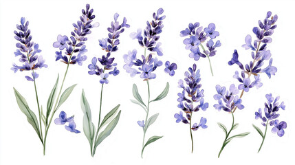 Naklejka premium lavender flowers isolated on white, purple lavender