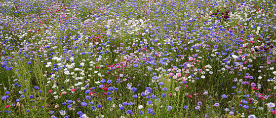 British Wildflower Meadow Confetti Plants Colourful Wallpaper Background Image