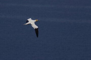 gannet