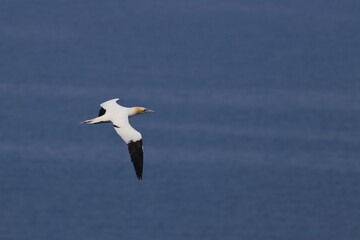 gannet
