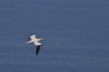 gannet