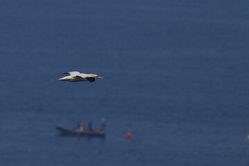 gannet
