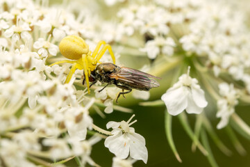 Goldenrod Crab Spider - Misumena vatia, beautiful common spider from European meadows and gardens, Czech Republic.