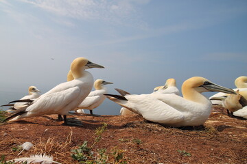 gannet