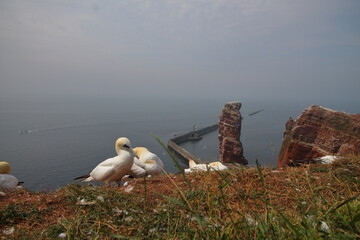 Fototapeta premium gannet