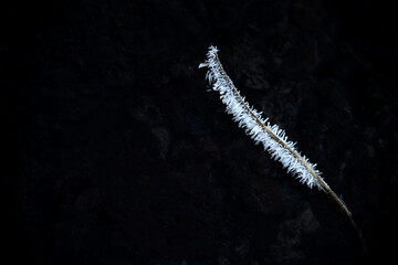 Gefrorene Feder (Gefrorener Stock) im Wasser