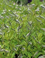 Closeup of a bed of Gooseneck Loosestrife blooms, Derbyshire England
