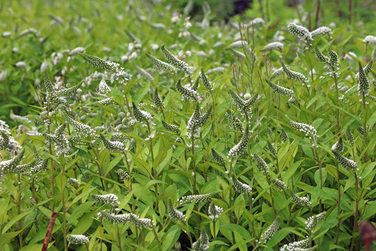 Bed of Gooseneck Loosestrife blooms, Derbyshire England

