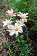 Closeup of pink and white double Lily blooms, Derbyshire England
