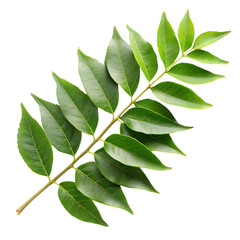 Fresh Curry Leaves Isolated on a Clean White Background for Culinary and Herbal Uses