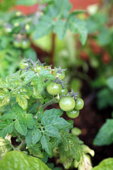 Macro image of small unripe tomatoes, Derbyshire England
