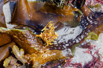 Kelp seaweed washed up on incoming tide at Ballywalter Co Down