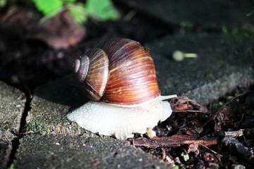 snail on a leaf