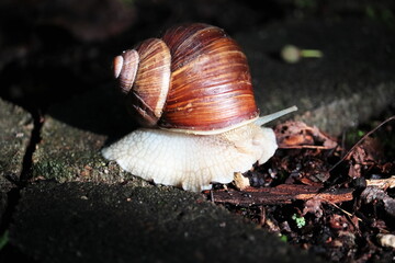 snail on a leaf