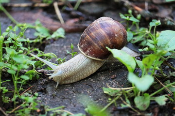 snail on a leaf