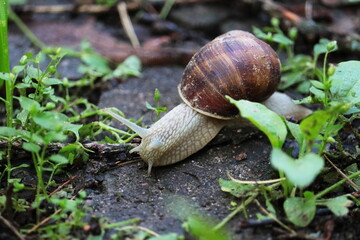 snail on leaf