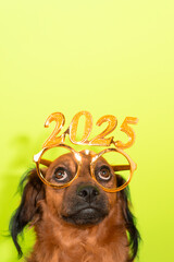 Funny dog with glasses end of year 2024-2025 celebrating with gold colored golden glasses. Happy...