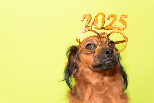 a proud puppy celebrates the beginning of new year 2025 with golden and shiny gold glasses. happy new year 2025 and merry christmas postcard funny greeting card.